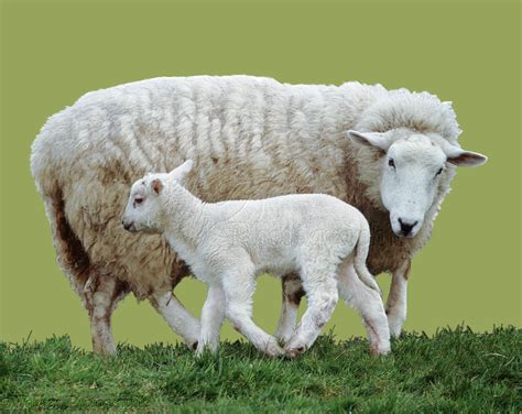 sheep and lamb images